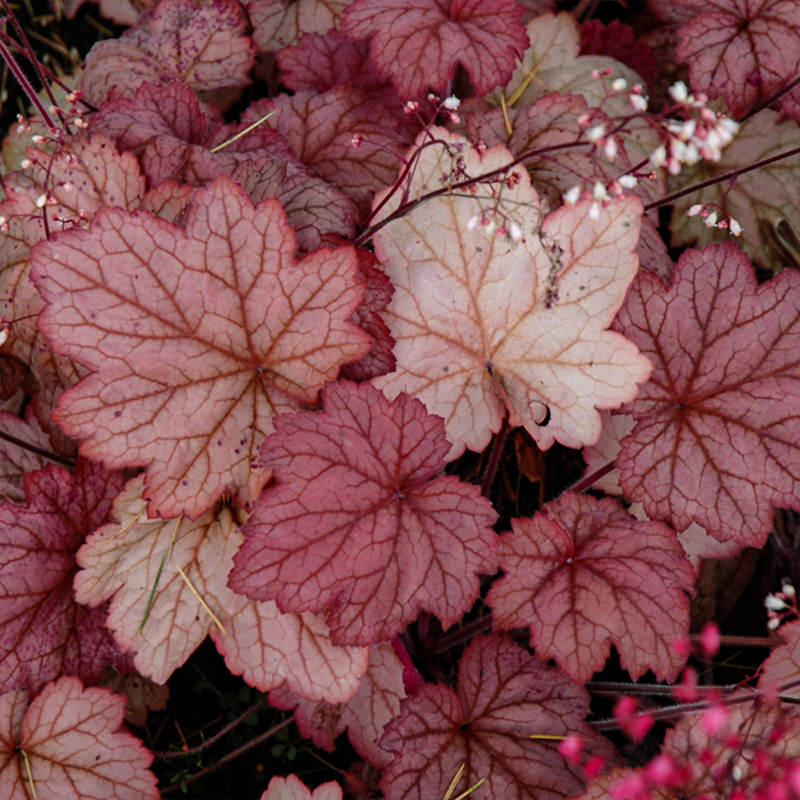 Heuchera 'Georgia Peach'