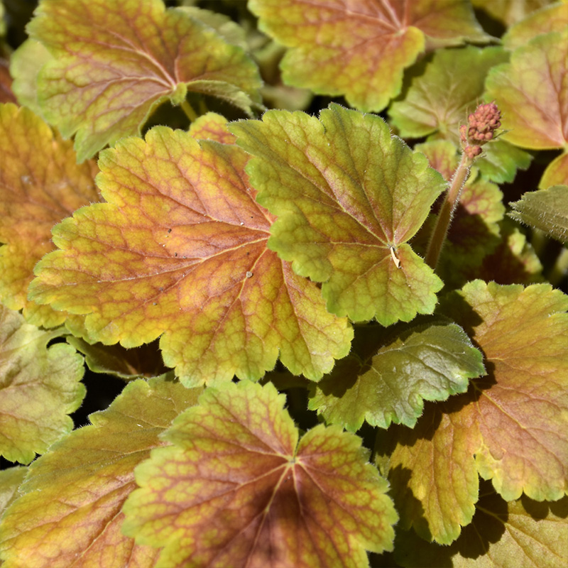 HEUCHERA 'N. EXPOSURE SIENNA' 1G