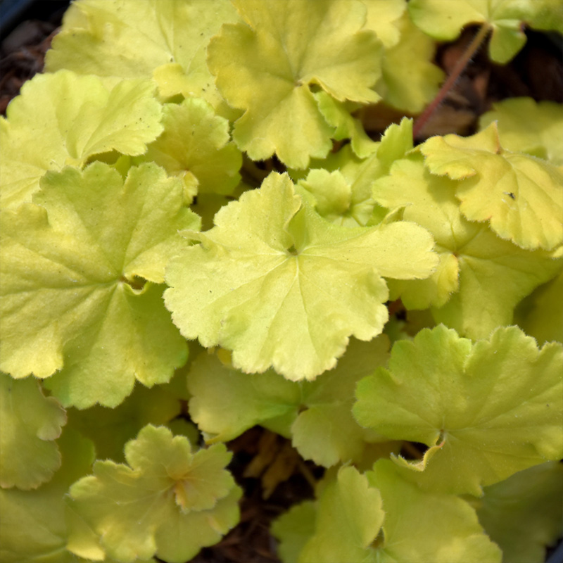 HEUCHERA 'N EXPOSURE LIME' 1G