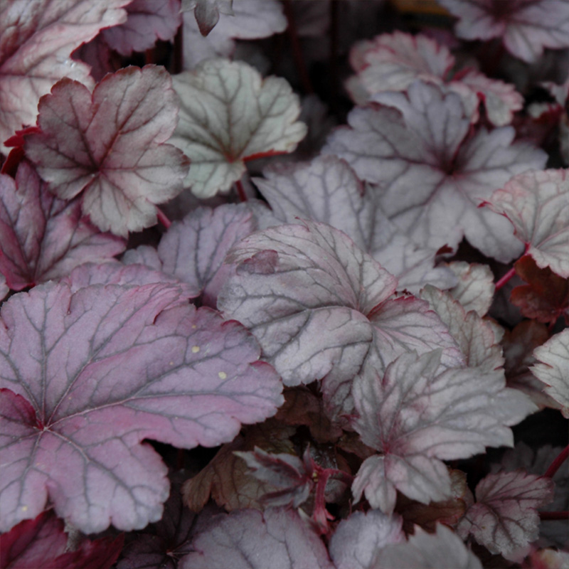 HEUCHERA 'SHANGHAI' 1G