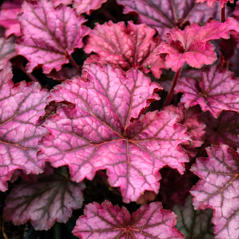 Heuchera 'Berry Smoothie'