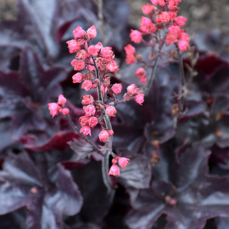 HEUCHERA 'BLACK FOREST CAKE' 1QT
