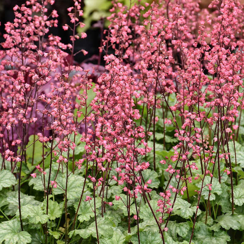 HEUCHERA 'PARIS' 1QT