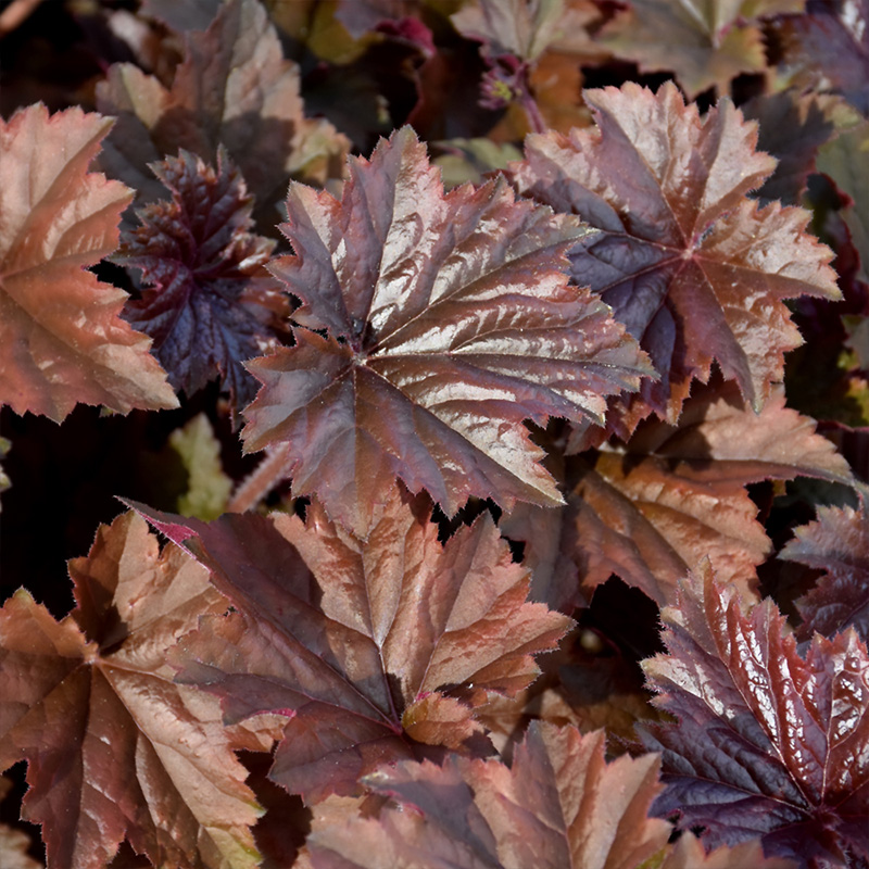 HEUCHERA 'BRONZE WAVE' 1G