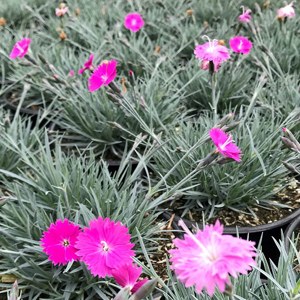 Dianthus gratianopolitanus 'Feuerhexe'