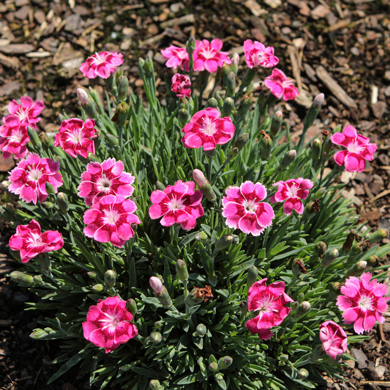 DIANTHUS 'ELECTRIC DREAMS' 1QT