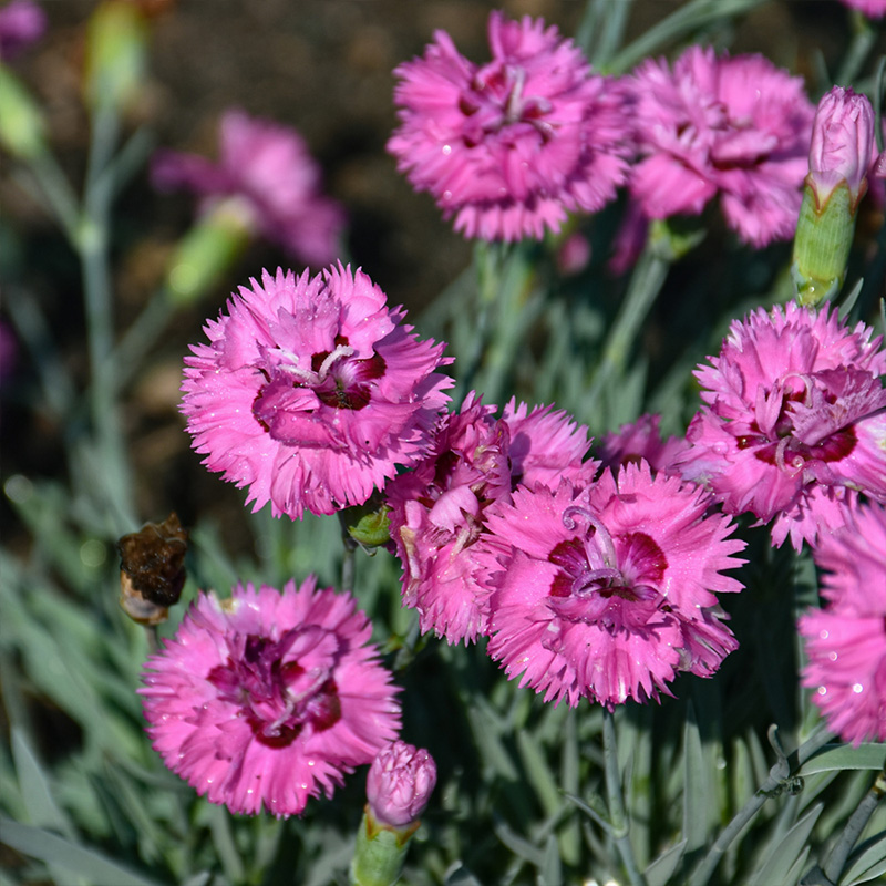 DIANTHUS 'GOODY GUMDROPS' 1QT