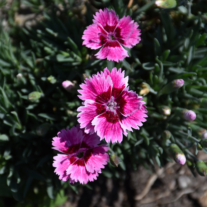 DIANTHUS 'PLUM GLORY' 1QT