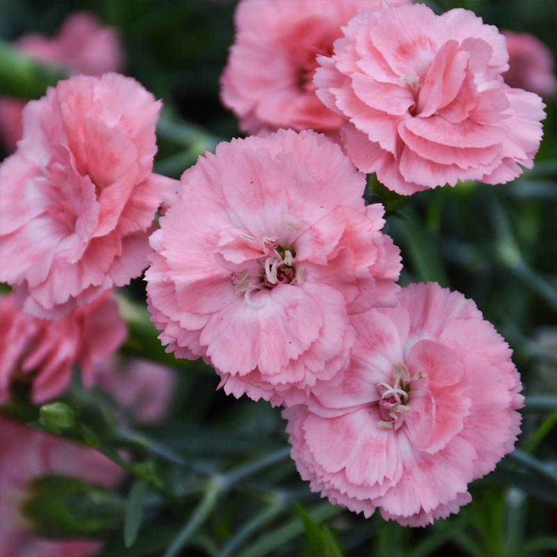 DIANTHUS 'ROMANCE' 1QT