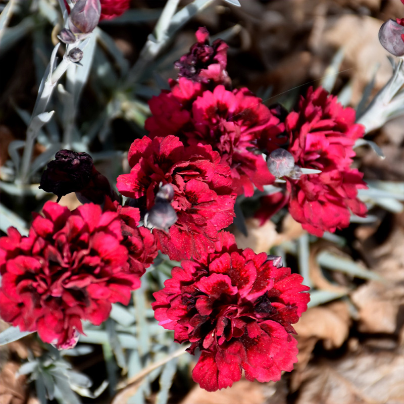 Dianthus caryophyllus Odessa? ?Red?