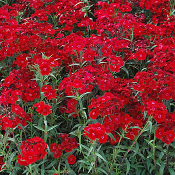 Dianthus ? barbatus interspecific 'Rocking Red'