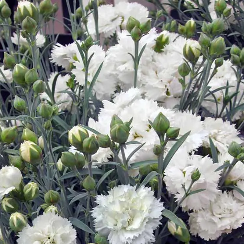 DIANTHUS 'FROSTY' 1G