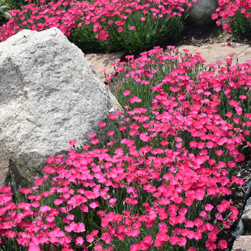 DIANTHUS 'PTT MAGENTA' 1G