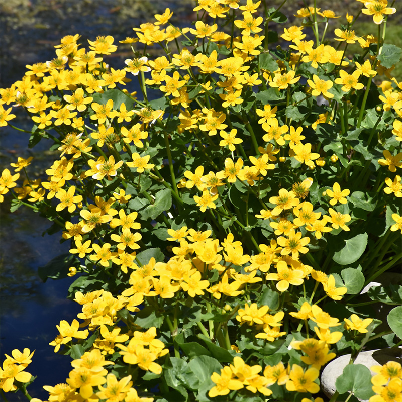 CALTHA PALUSTRIS 3.5"