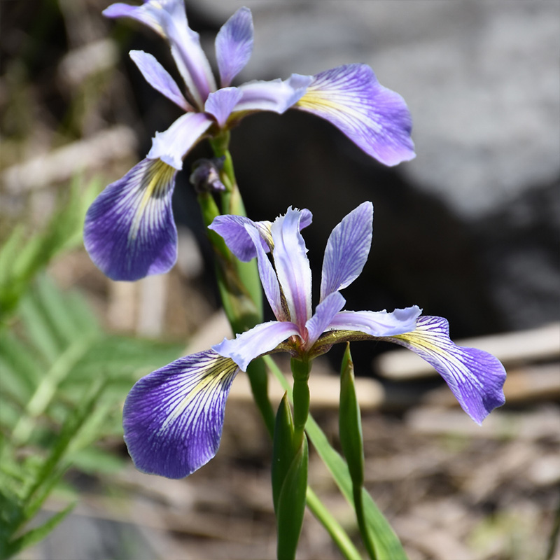 IRIS VERSICOLOR 3.5"