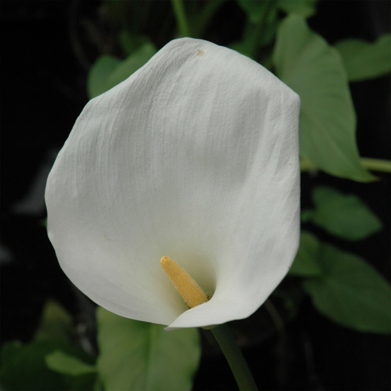 ZANTEDESCHIA AETHIOPICA 3.5"