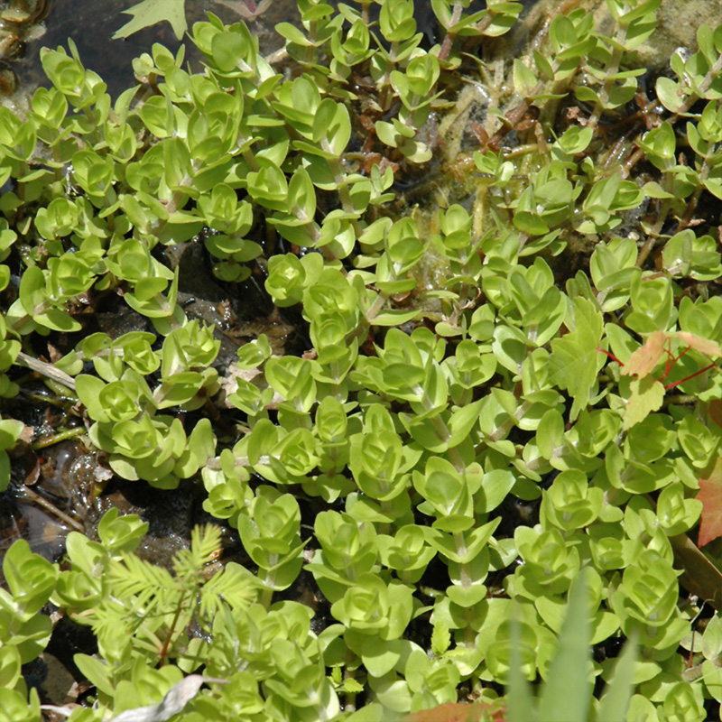 BACOPA CAROLINIANA 3.5"
