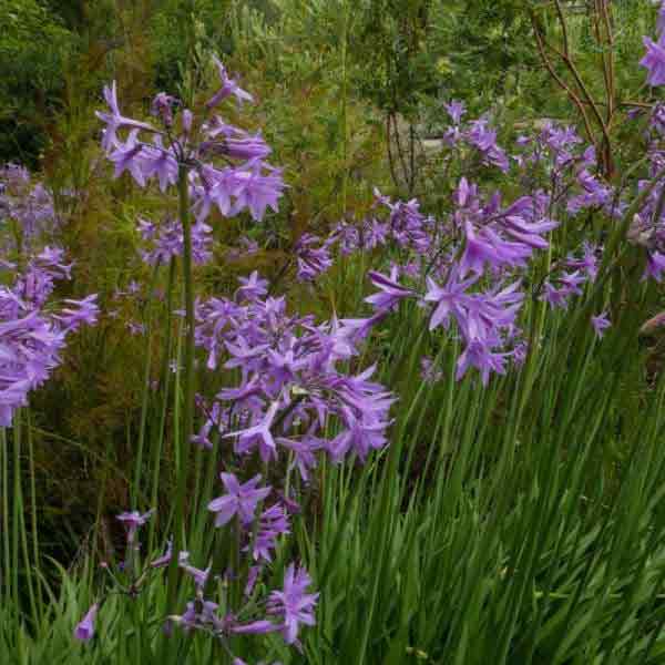 TULBAGHIA VIOLACEA VARIEGATA 3.5