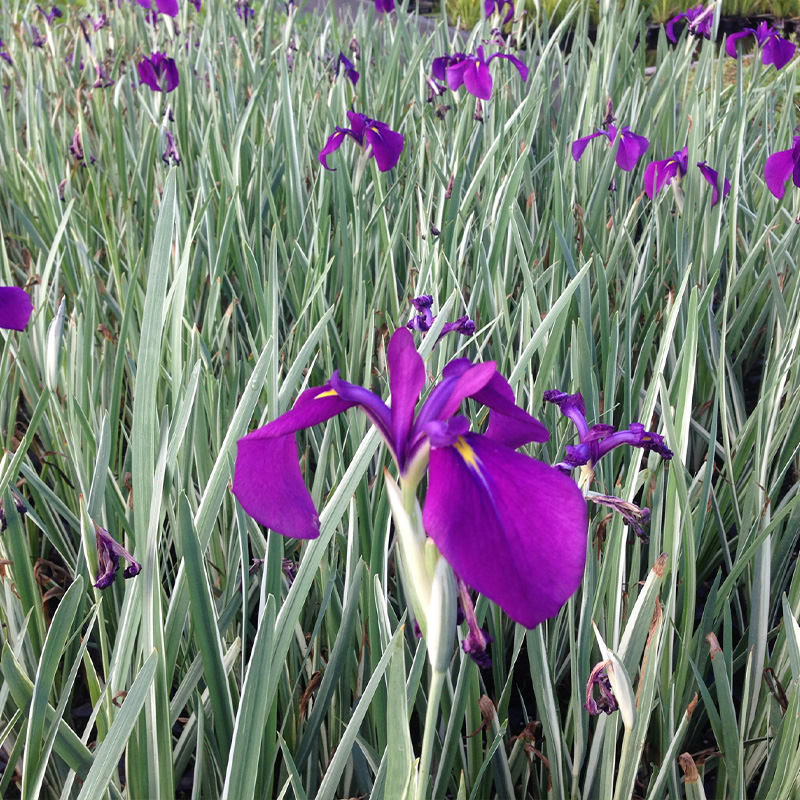 IRIS KAEMFERI VARIEGATA 3.5"