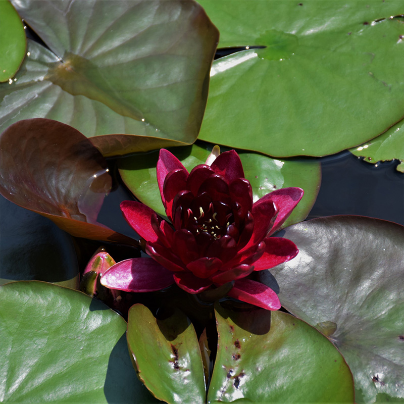 NYMPHAEA ALMOST BLACK 8"