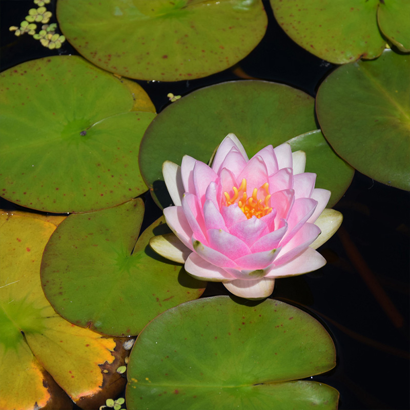 NYMPHAEA MME WILFRON GON 8"