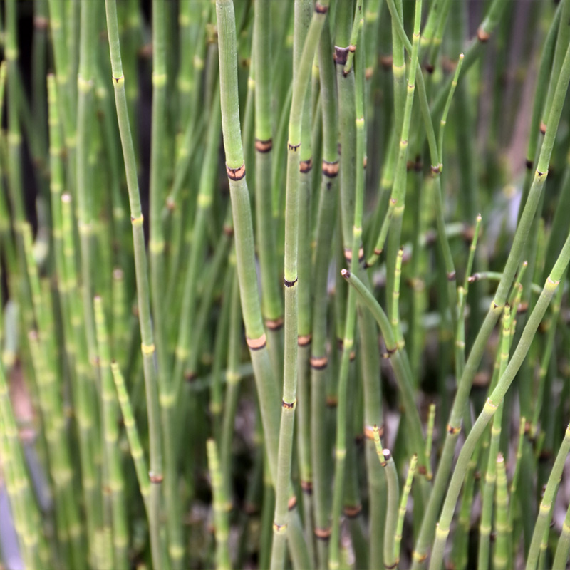 EQUISETUM HYEMALE 3.5"