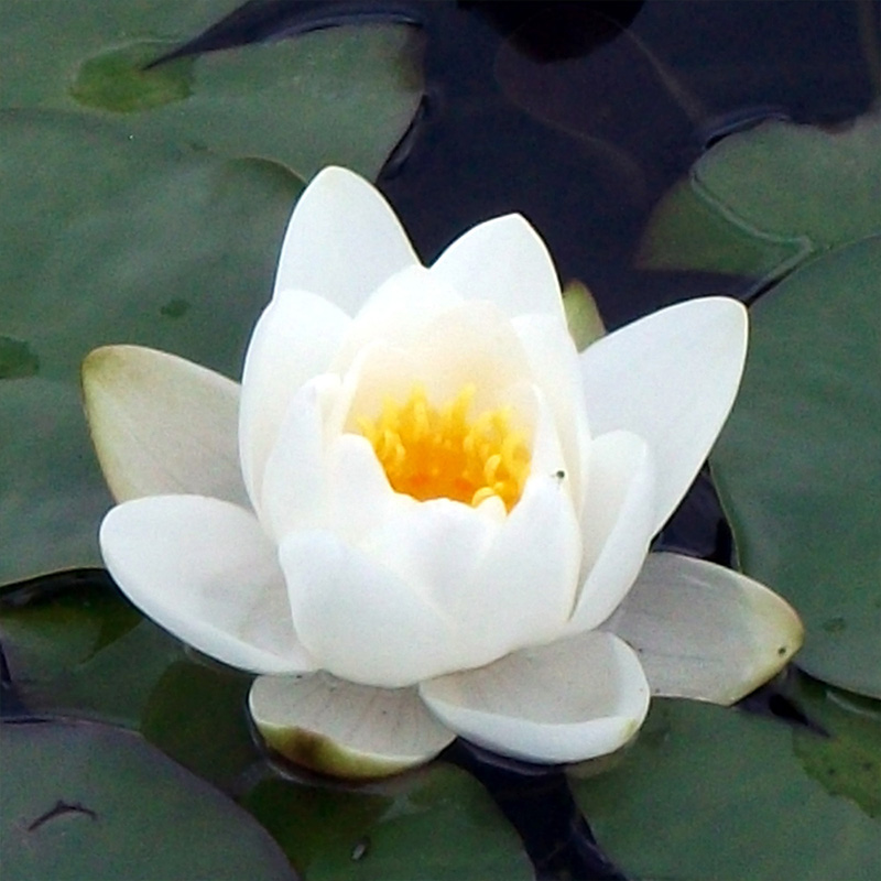 NYMPHAEA 'ALBATROSS' 4"