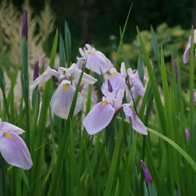 IRIS ENS 'ROSE QUEEN' 3.5"