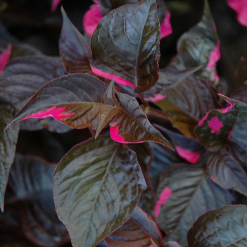 ALTERNANTHERA FIC RASP SWRL 3.5"