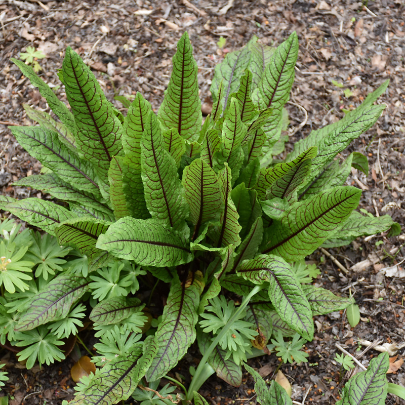 RUMEX SANGUINEUS 3.5"