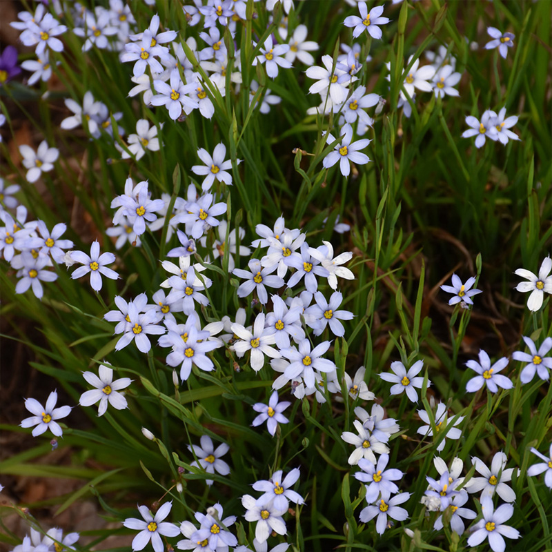 SISYRINCHIUM ANGUSTIFOLIUM 3.5"