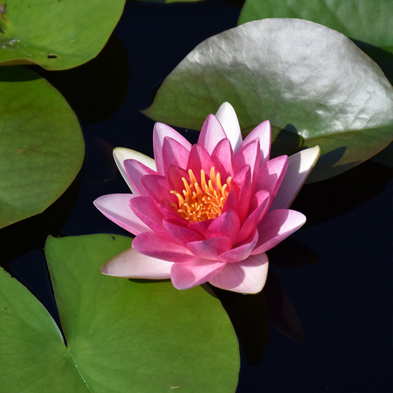 NYMPHAEA ATTRACTION 4"
