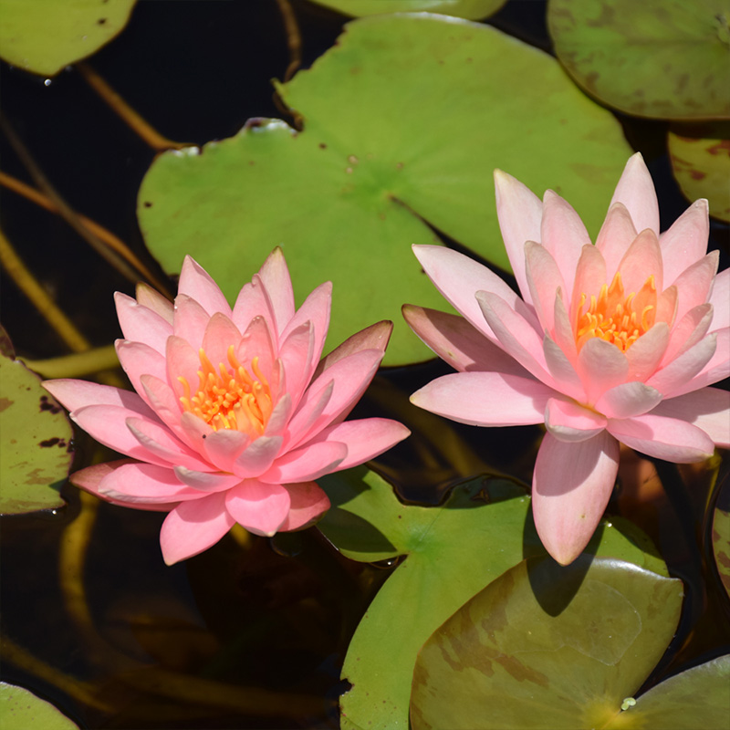 NYMPHAEA COLORADO 4"