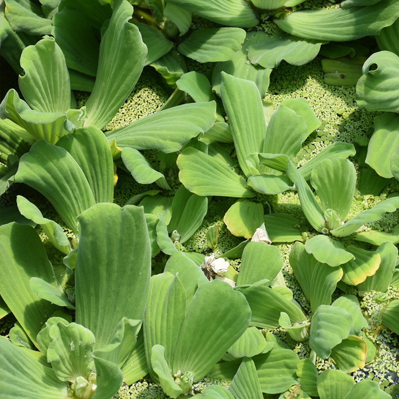WATER LETTUCE PISTIA STRATIODES