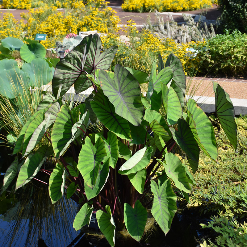 COLOCASIA BLUE HAWAII 3.5"