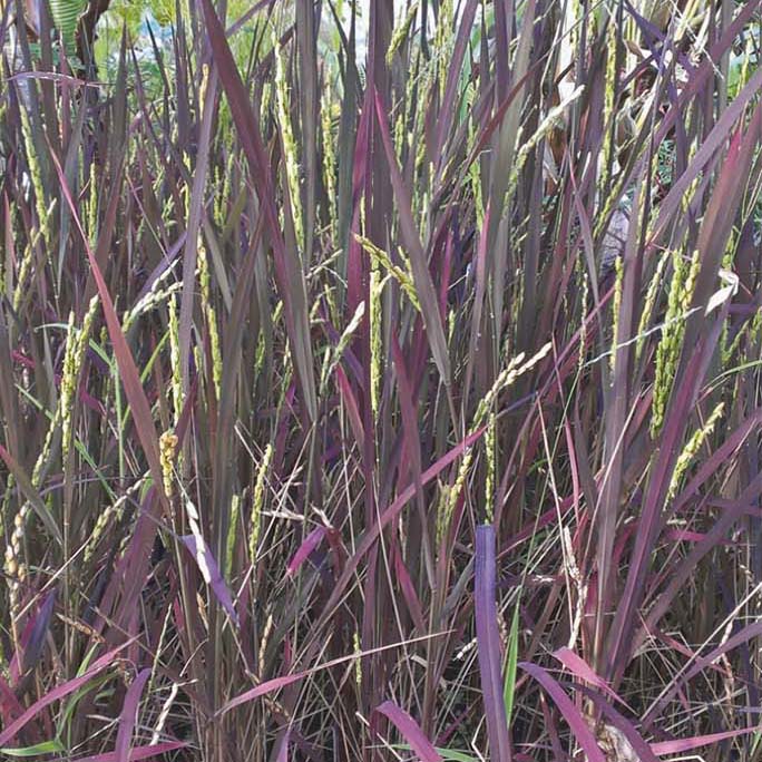 ORYZA SATIVA 3.5"
