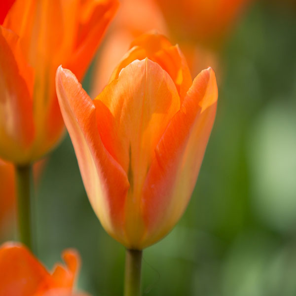 TULIP ORANGE EMPEROR 12/+ 10PP