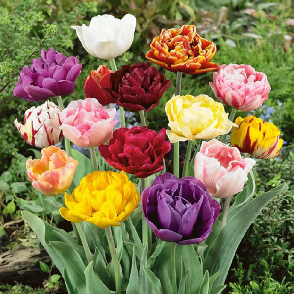 TULIP DOUBLE LATE MIX 12/+ 15PP