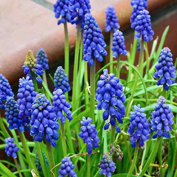 MUSCARI GRAPE HYACINTH 8/9 64PP