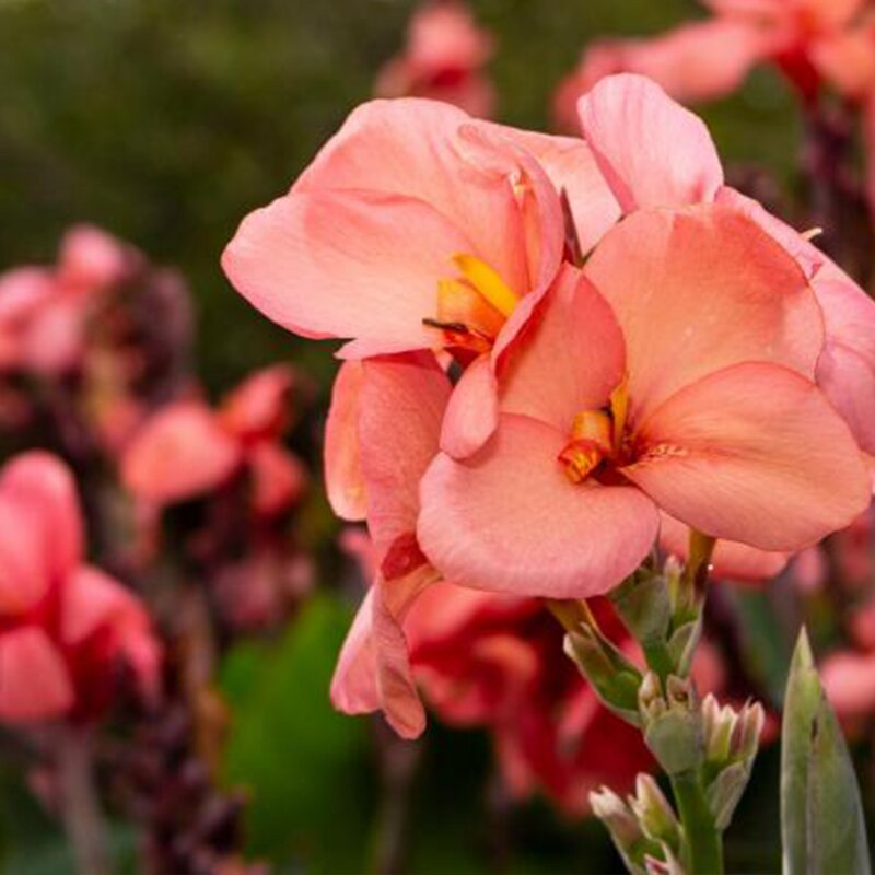 CANNA PINK BEAUTY