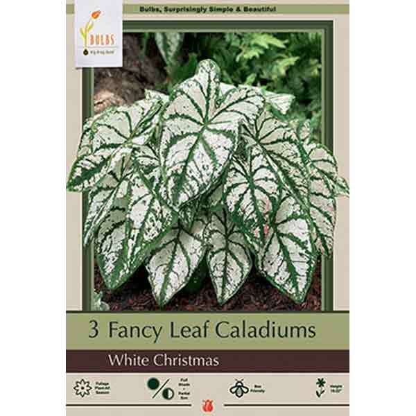 CALADIUM WHITE CHRISTMAS