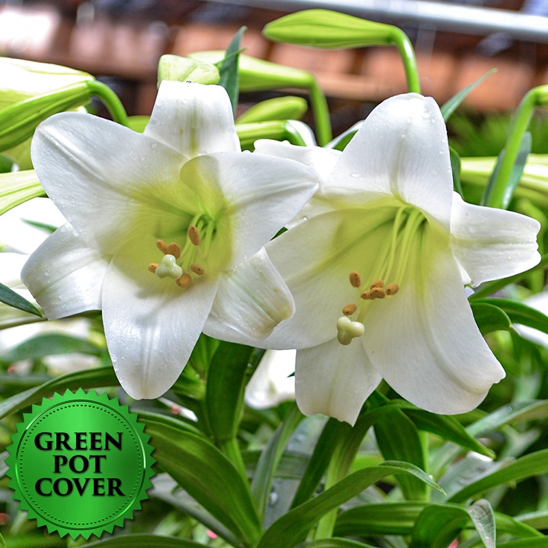 Lily Single Stem (8 per case) w/ Green Pot Cover