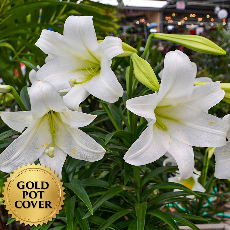 Lily Triple Stem (4 per case) w/ Gold Pot Cover