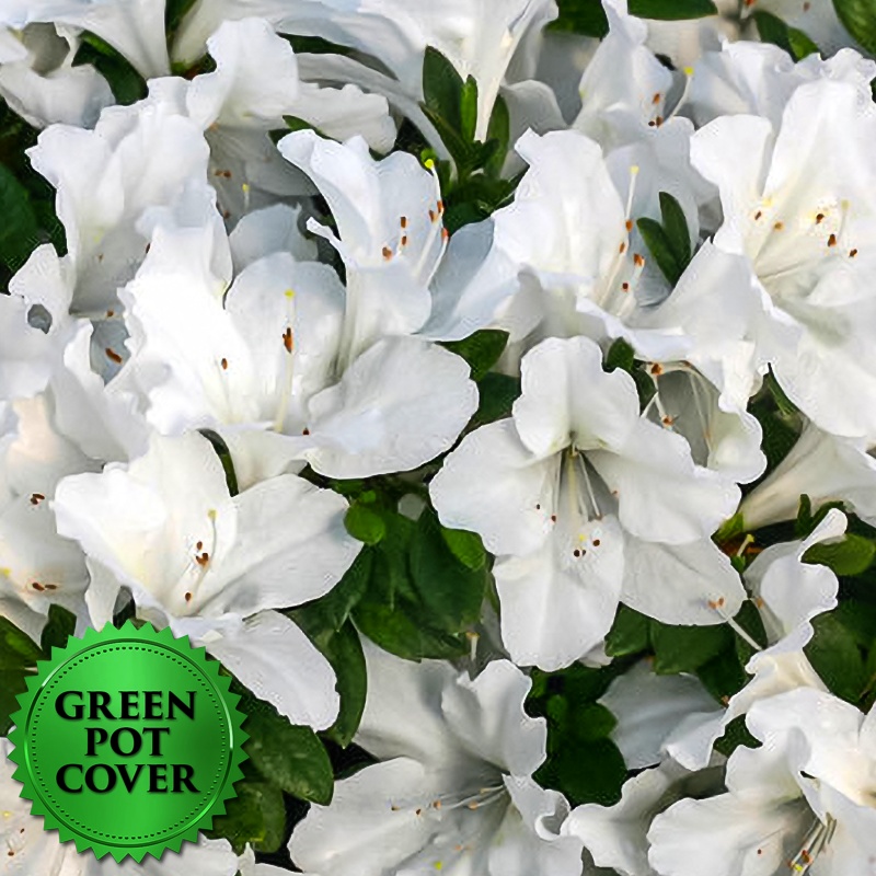 Azaleas White (6 per case) w/ Green Pot Cover