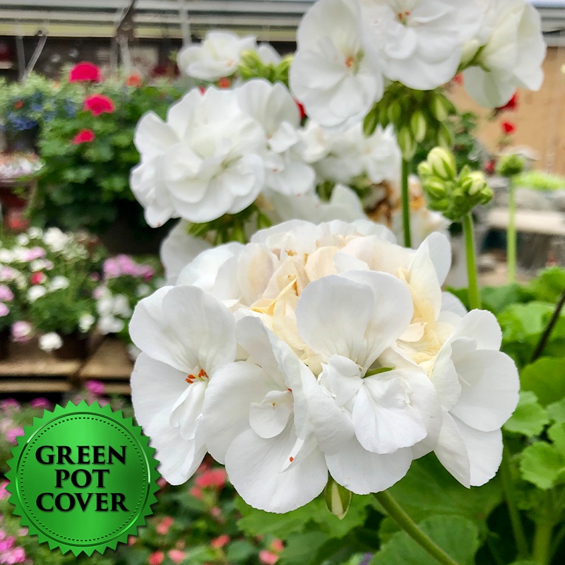 Geraniums White (10 per case) w/ Green Pot Cover