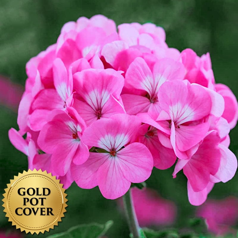 Geraniums Pink (10 per case) w/ Gold Pot Cover