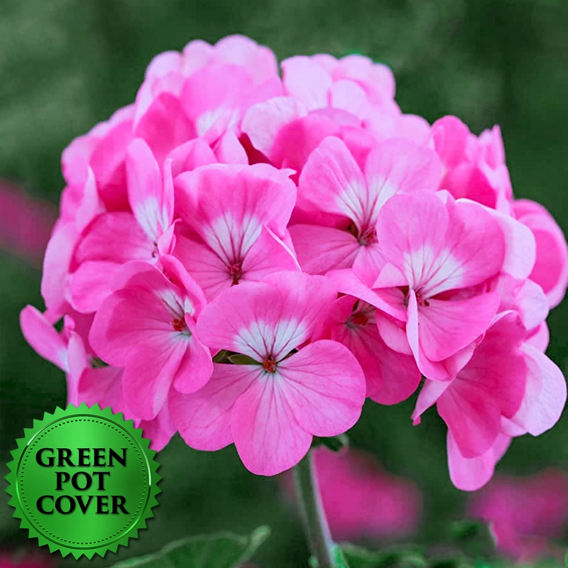 Geraniums Pink (10 per case) w/ Green Pot Cover