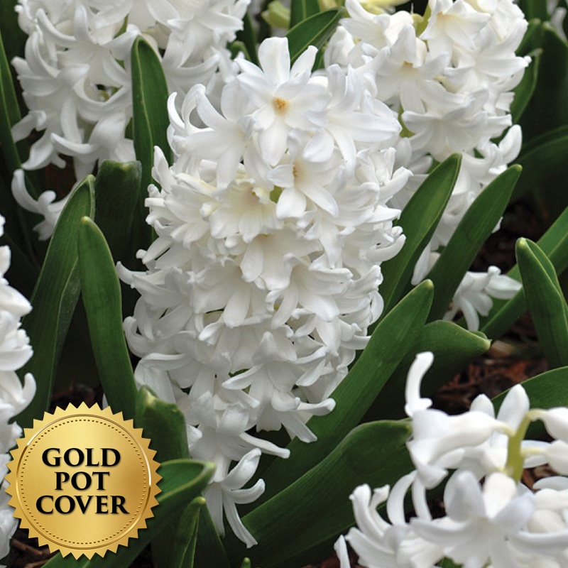 Hyacinths White (8 per case) w/ Gold Pot Cover