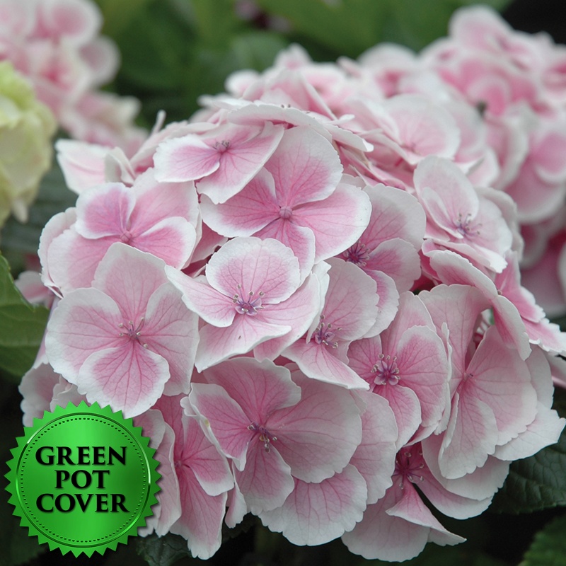 Hydrangeas Pink (6 per case) w/ Green Pot Cover
