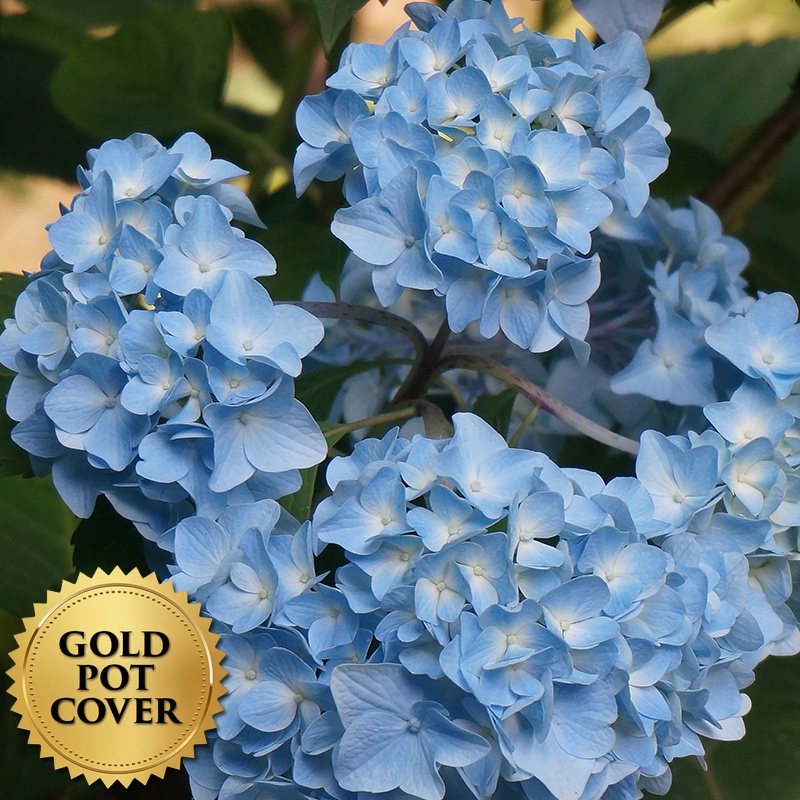 Hydrangeas Blue (6 per case) w/ Gold Pot Cover